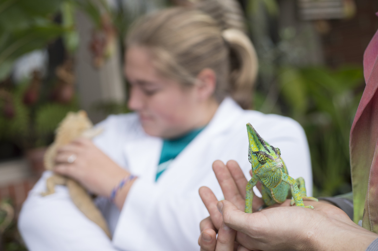 A close-up picture of a chameleon with a HU student.